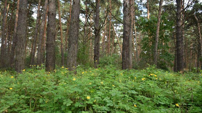 Все сгнили в популярном парке Омска хотят вырубить 1000 деревьев В парке 30 летия ВЛКСМ сложилась чрезвычайная ситуация с аварийными деревьями По словам директора Руслана Щербакова более тысячи деревьев в парке находятся в критическом состоянии и требуют немедленной вырубки из за угрозы падения Однако не все омичи согласны с тем что деревья нужно снести Здесь более 1000 деревьев которые нужно снести Мы порядка 200 снесли тех которые представляют реальную угрозу Они все засохли кора обвалилась листья не распускаются А люди на два лагеря разделились многие говорят мол не надо ничего вырубать А если дерево упадет на кого то То все смерть Кто за это ответственность нести будет Небольшой снегопад или ветер и у нас здесь настоящий бурелом приводит слова Щербакова НГС55 Подробнее о состоянии деревьев читайте в нашем материале