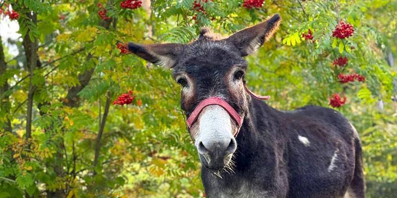 В Московском зоопарке поселился новый обитатель ослик Жорик Он приехал из зоны СВО где помогал в хозяйственных делах Сейчас Жорик проходит карантин и адаптируется к новой жизни После завершения всех процедур он переедет на контактную площадку детского зоопарка