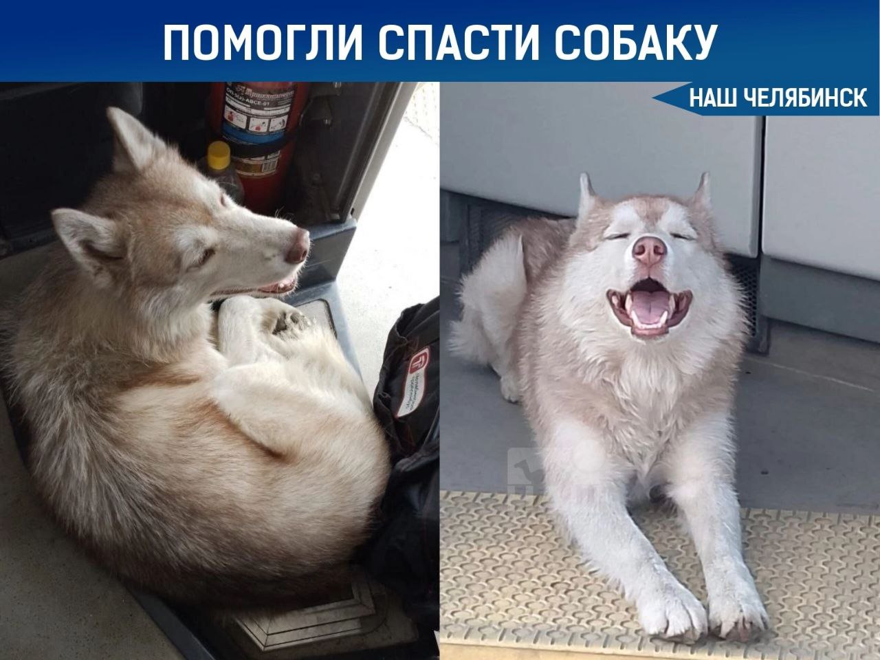Водители вернули домой потерявшегося хаски Хаски по кличке Жора, сорвавшись с поводка, устроил себе прогулку по общественному транспорту Челябинска. Сменив несколько маршрутов, он решил поспать в троллейбусе №14. Водители, заметив собаку, разместили объявление о находке. Вскоре хозяин откликнулся и забрал Жору домой.