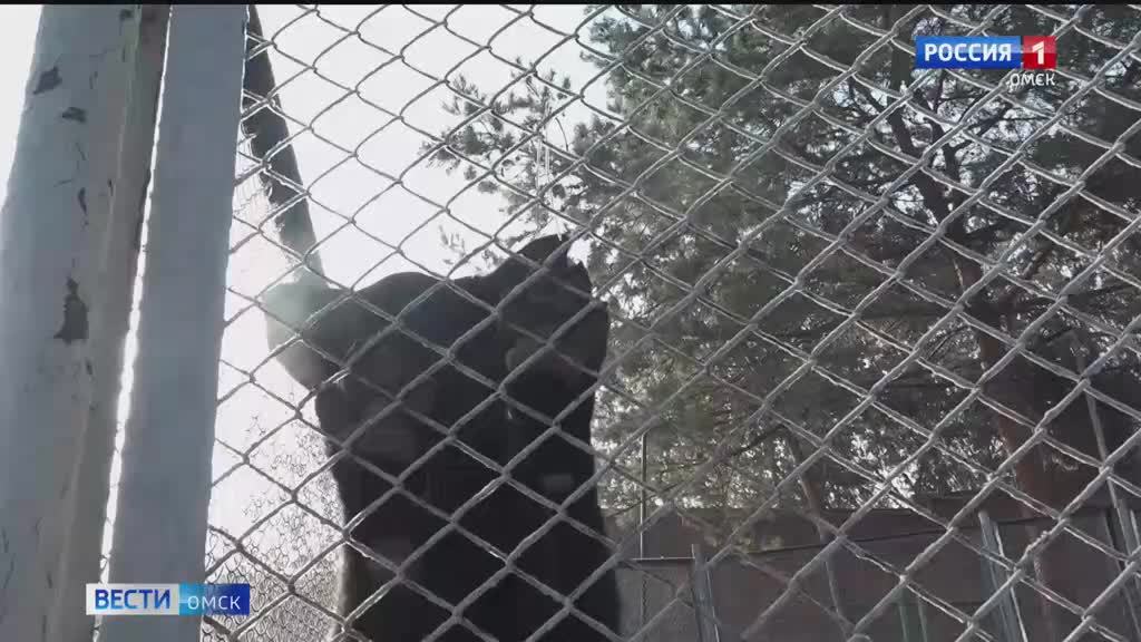 Три щенка немецкой овчарки начали службу в УФСИН Вологодской области