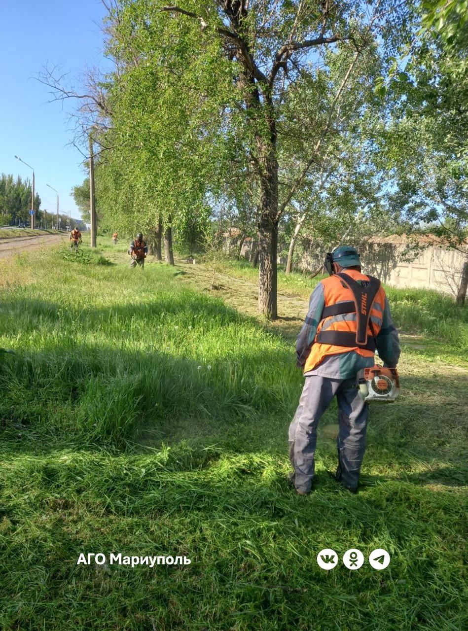 В Мариуполе коммунальщики ведут активный покос травы Сотрудники МУП «Зеленстрой» выполняют эти работы во всех районах города. К примеру, на левобережье в центре внимания коммунальщиков – зеленые зоны по проспекту 1 Мая и Комсомольскому бульвару. Здесь быстро выросшая трава создавала неудобства пешеходам и водителям транспортных средств. В ходе проведённых вчера работ сотрудники МУП «Зеленстрой» привели указанные территории в надлежащий вид.