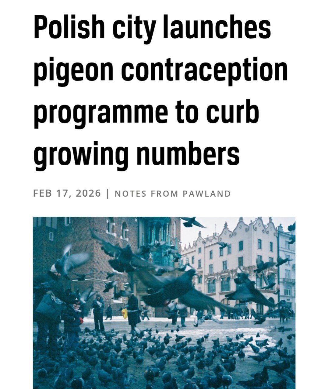 В польском Кракове решили сократить численность голубей необычным способом птиц начнут кормить кукурузой с противозачаточным эффектом Прямой эфир Наш MAX