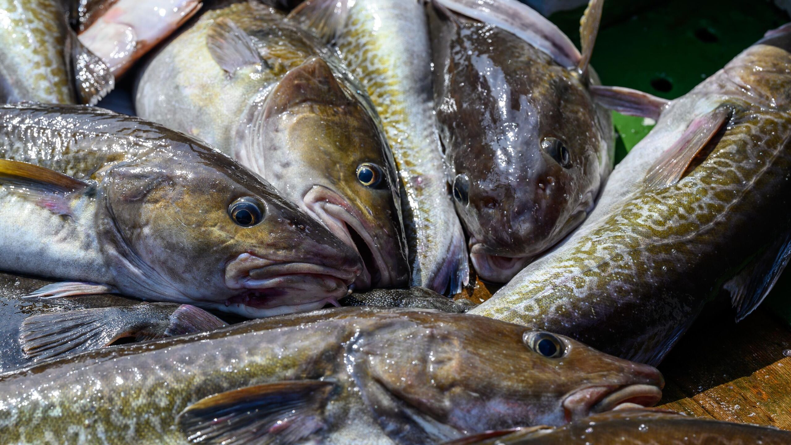 Российская делегация начала переговоры с норвежской стороной по решению российской стороны будет обсуждаться только установление общих допустимых уловов и распределение квот на добычу совместно регулируемых запасов водных биоресурсов в Баренцевом и Норвежском морях заявили РИА Новости в Росрыболовстве Началось заседание Смешанной Российско Норвежской комиссии по рыболовству Встреча проходит в режиме видеоконференцсвязи Российскую делегацию возглавляет руководитель Росрыболовства Илья Шестаков сообщили в ведомстве По решению российской стороны будет обсуждаться только установление общих допустимых уловов и распределение квот на добычу совместно регулируемых запасов водных биоресурсов в Баренцевом и Норвежском морях добавили там