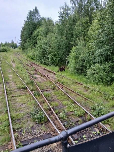 В Подпорожском районе вновь заметили выход хищников к людям  Жителей Ленобласти просят быть особенно осторожными в вечернее и ночное время — в районе зафиксированы случаи выхода медведей к населённым пунктам.  Не подходите близко, не пытайтесь кормить и обязательно сообщайте о встречах в экстренные службы.    Флэш Питер - подписаться