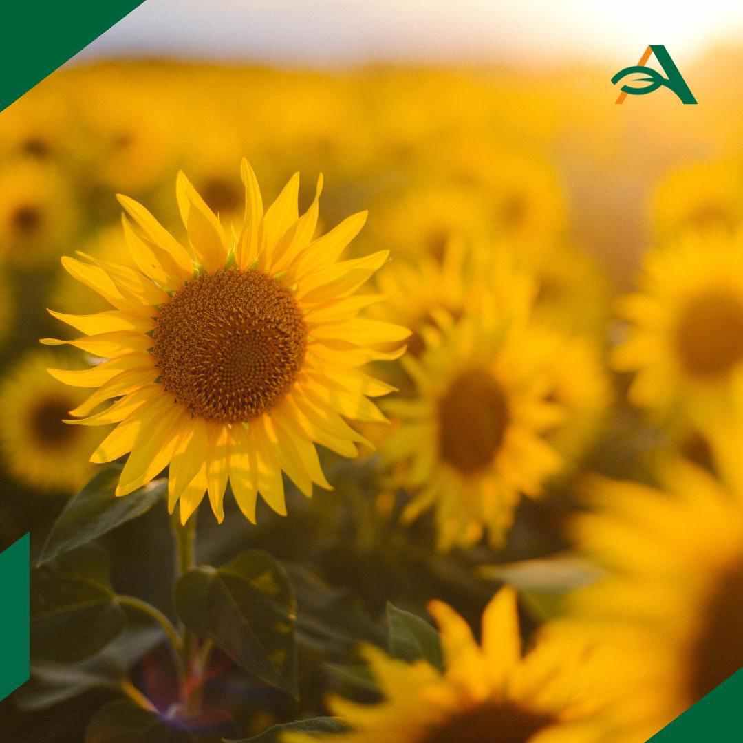 Пошлина на экспорт подсолнечного масла и его смесей из РФ повысится в январе В январе 2026 года пошлина на экспорт подсолнечного масла и его смесей из России вырастет до 9298 6 рубля с 8214 5 рубля за тонну При этом пошлина на экспорт подсолнечного шрота в начале следующего года станет нулевой Сейчас она находится на уровне 783 1 рубля за тонну Ставки рассчитаны исходя из индикативных цен на подсолнечное масло 1200 2 1169 5 в текущем месяце шрот 195 7 сейчас 210 9 пошлины agroexpert