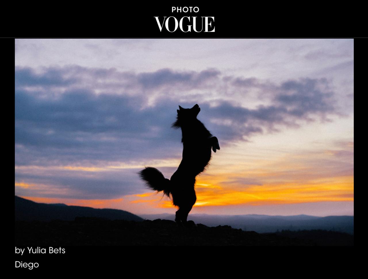 Пес из красноярского приюта попал в журнал VOGUE - фото на фоне скалы «Красный Гребень» хозяйка просто отправила в редакцию, и его взяли в выпуск