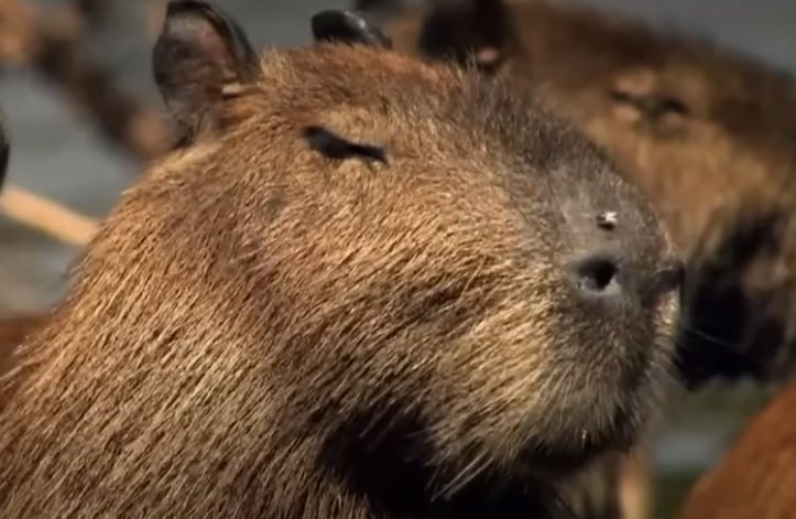 Помощник президента Владимир Мединский признался что до недавнего времени не знал что капибара это реальное животное Я думал что капибара это название мягких игрушек что то такое мохнатое как Чебурашка Но недавно я узнал что капибара это животное Меня моя дочь просветила и показала мне фотографии Век живи век учись поделился Мединский в беседе с ТАСС Теперь он собирается сходить с дочкой на экскурсию к капибарам и познакомиться с ними вживую