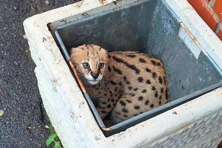 Сервала за 1 млн рублей нашли в мусорке на юге Петербурга Дикого котика обнаружили у парадной дома на Малиновской улице в Пушкине прямо в мусорке. Прячется чей-то породистый друг. В руки не дается, — написал очевидец. На данный момент неизвестно, как хищное животное оказалось в контейнере — сбежало или было выброшено. Информация уточняется. : pushkin_story : СПб — отдай свой буст нам