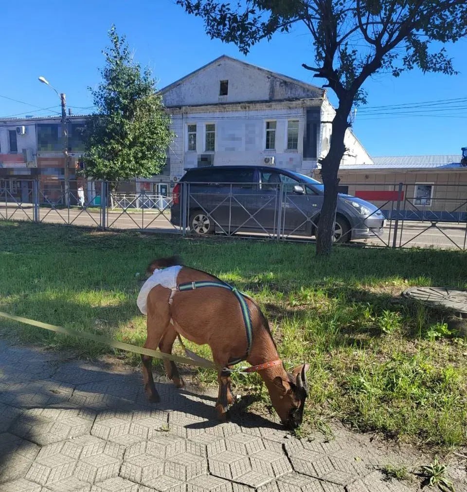 Козу в памперсе выгуливали в Белогорске  Необычную козу сняли на улицах Белогорска. Она была не только на поводке, но и в памперсе. Животное мирно выгуливалось в компании со своей хозяйкой.   "Впрочем, как выяснилось, коза живет в Благовещенске. А в другом городе была "по делам"", - рассказали в управлении ветеринарии Амурской области.   ТЕЛЕПОРТ.РФ – здесь все об Амурской области  Написать нам