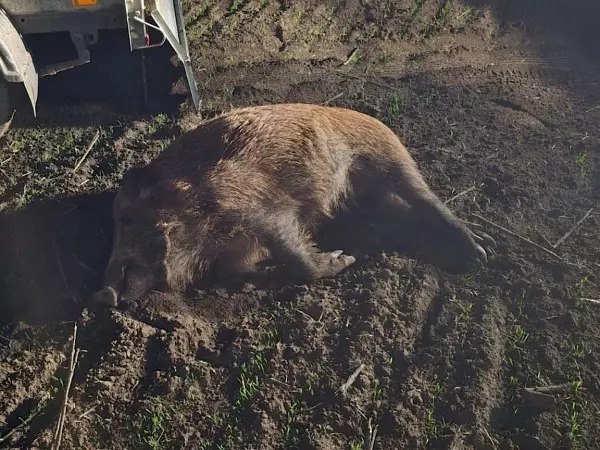 В Семикаракорском районе задержали мужчину пристрелившего 8 кабанов В Семикаракорском районе задержали мужчину застрелившего восемь кабанов Об этом сообщили в минприроды Ростовской области уточнив что ущерб нанесенный животному миру превысил 1 млн рублей В Семикаракорском районе задержан нарушитель осуществлявший охоту с охотничьим огнестрельным оружием с использованием тепловизора Было добыто восемь особей дикого кабана шесть самок и два самца без разрешения на добычу охотничьих ресурсов и путевки пишет источник В отношении дончанина возбуждено уголовное дело по ст 258 УК РФ Незаконная охота Отмечается что охотиться на кабанов можно но нужно иметь при себе специальное разрешение Подписаться на Новости Ростова Прислать новость Мы в Max rostovnews61