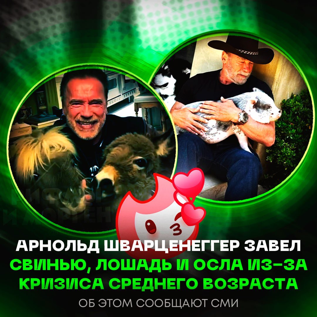 Арнольд Шварценеггер завел свинью, лошадь и осла, чтобы преодолеть кризис среднего возраста По словам его сына, актёр «справляется с кризисом среднего возраста» при помощи милейших друзей: свинки по имени Шнелли, осла Лулу и лошади Виски. В их компанию также входят несколько собак, и каждый питомец у Арнольда особенный. «Он окончательно смирился с этим периодом своей жизни. Выглядит, как доктор Дулиттл, который переживает кризис среднего возраста, но во всем этом есть счастье и больше спокойствия. Довольно забавно», — сказал сын Арнольда. — он выбрал быть счастливым Рифмы и Морген