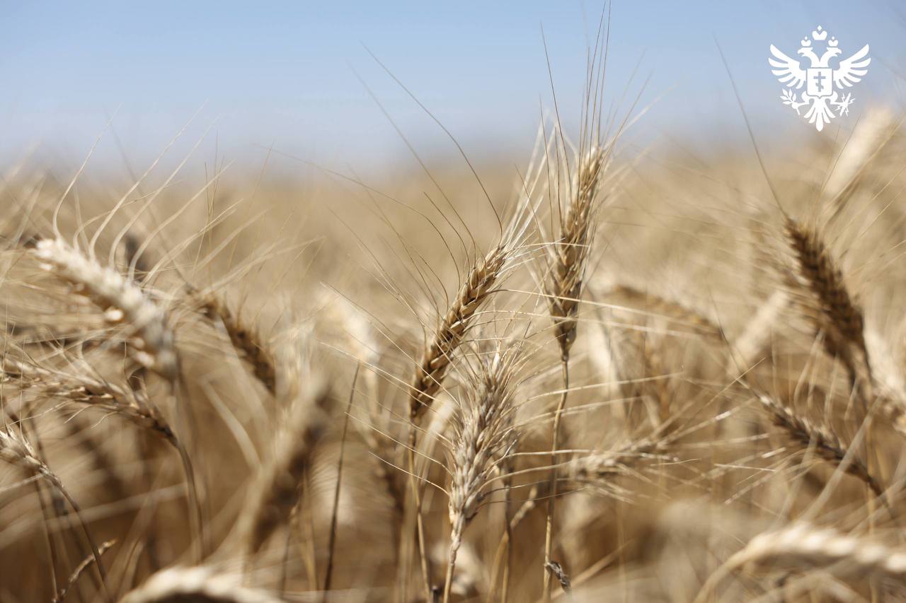 Аграрии Херсонской области собрали 1 2 млн тонн зерна Средняя урожайность зерновых в Херсонской области в 2025 году достигла 21 центнера с гектара Такой результат несмотря на сложные погодные условия можно считать удовлетворительным Валовой сбор зерновых и зернобобовых культур составил 1 2 млн тонн Год выдался тяжелым из за засухи и продолжительных майских заморозков когда температура опускалась до 8 C что усугубило состояние посевов В таких сложных климатических условиях это тоже неплохой результат по нашей оценке В целом в текущем году собрано 1 2 млн тонн зерновых и зернобобовых культур рассказала и о министра агропромышленного комплекса продовольственной политики и рыболовства региона Алиме Зарединова Серьезной проблемой остается дефицит орошения после разрушения Каховской плотины В этой ситуации аграрии активно переориентируются на засухоустойчивые культуры Хотя площади под овощами и кормами сократились все земли остаются в эксплуатации благодаря грамотному севообороту Кроме того в области завершен сев озимых культур под урожай будущего года Посевы проведены на площади 572 тыс га что на 6 3 тыс га превышает плановые показатели Это создает хороший задел для урожая 2026 года Сайт ВК ОК MAX Администрация Херсонская область VGA Kherson SALDO VGA