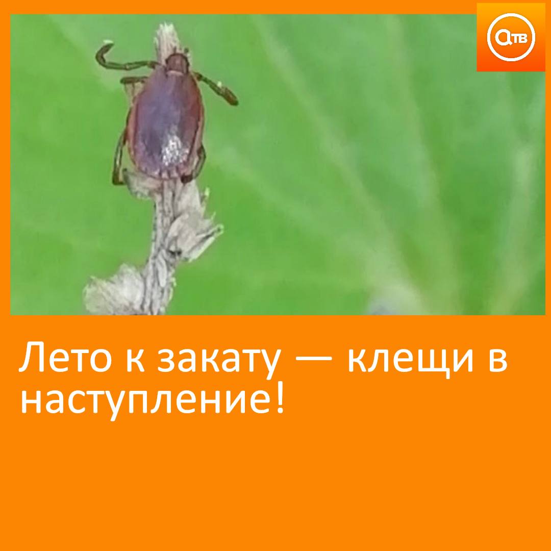 Тёплая погода на прошедшей неделе спровоцировала увеличение числа пострадавших от встреч с клещами За прошедшие семь дней с жалобами на присасывание клещей в медицинские организации обратились 113 человек из них 30 детей Общее число пострадавших с начала сезона составило более 14 тысяч Пополнили ряды заболевших клещевыми инфекциями на минувшей неделе 15 человек в том числе 6 детей Поэтому ещё раз напомним о важности соблюдения мер профилактики Берегите себя и своих близких Роспотребнадзор Красноярск