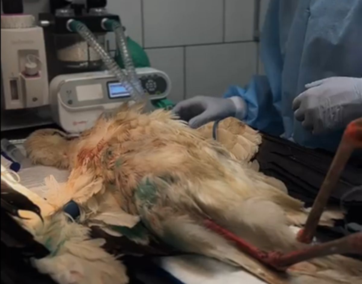 В Ростовском парке спасли подстреленного краснокнижного аиста из Калужской области kaluganews ru fn 1749094 html Белому аисту занесенному в Красную книгу подарили шанс на жизнь в парке Малинки Ростовской области Птица была найдена возле дороги в Калужской области с огнестрельным ранением Прислать новость Подписаться