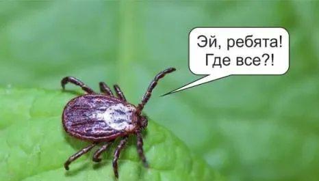 У клещей начался второй пик активности Осенью у паразитов наступает второй зажор который длится до начала октября пока днём температура держится выше 10 C Как только становится теплее клещи снова выходят на охоту