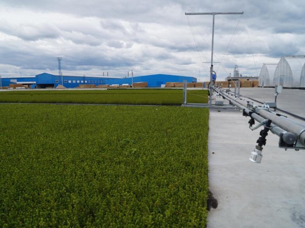 Работы по лесовосстановлению в Архангельской области выполнены на 105 В регионе действует сеть из 13 лесных питомников и лесосеменного центра где ежегодно выращивается до 20 млн сеянцев причем 84 5 из них с закрытой корневой системой что значительно повышает приживаемость В Поморье достигнута 100 процентная техническая укомплектованность подразделений сформирован запас семян свыше 4 тонн который позволяет обеспечивать питомники на годы вперед В 2025 году выращено 17 9 млн штук стандартного посадочного материала в том числе с закрытой корневой системой 15 1 млн В лесных питомниках Архангельской области в этом году на площади 4 56 га высеяно 248 6 кг семян хвойных растений Были проведены работы по лесовосстановлению на площади 77 8 тысячи гектаров это 105 от площади вырубленных и погибших лесов Объём искусственного лесовосстановления составил 3 тысячи 770 гектаров естественного 61 тысяча 657 гектаров комбинированного 12 тысяч 417 гектаров