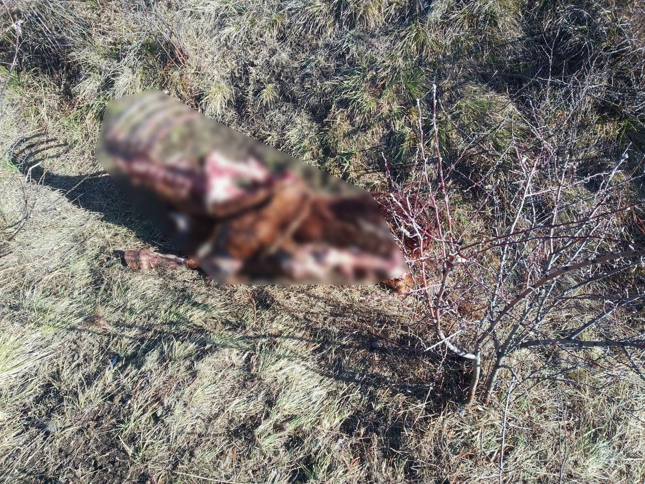 Сотрудники полиции предупреждают об ответственности за неорганизованный выпас скота Сотрудники полиции проводят постоянную работа по розыску скота пропавшего во время свободного выпаса Так 19 октября текущего года в дежурную часть пункта полиции 7 МО МВД России Кызылский г Туран обратился местный житель 1963 года рождения с заявлением о пропаже жеребца который не вернулся со свободного выпаса  В результате проведенных розыскных мероприятий вблизи чабанской стоянки полицейские обнаружили останки жеребца частично съеденные дикими животными По данному факту полицейскими с владельцем животного была проведена разъяснительная работа а также владелец был привлечен к административной ответственности по ст 5 3 КоАП Республики Тыва Выпас сельскохозяйственных животных без сопровождения их владельцем или уполномоченным уполномоченными им лицом лицами Сотрудниками полиции особое внимание уделяется выявлению фактов бесконтрольного выпаса животных При установлении подобных фактов к собственникам животных будут приниматься соответствующие меры воздействия предусмотренные законодательством Важно помнить что охрана личного имущества и обеспечение надлежащего контроля за животными на выпасах является ответственностью владельцев Пресс служба МВД по Республике Тыва Подписаться ВКонтакте Поддержать ТГ канал Подписаться в MAX