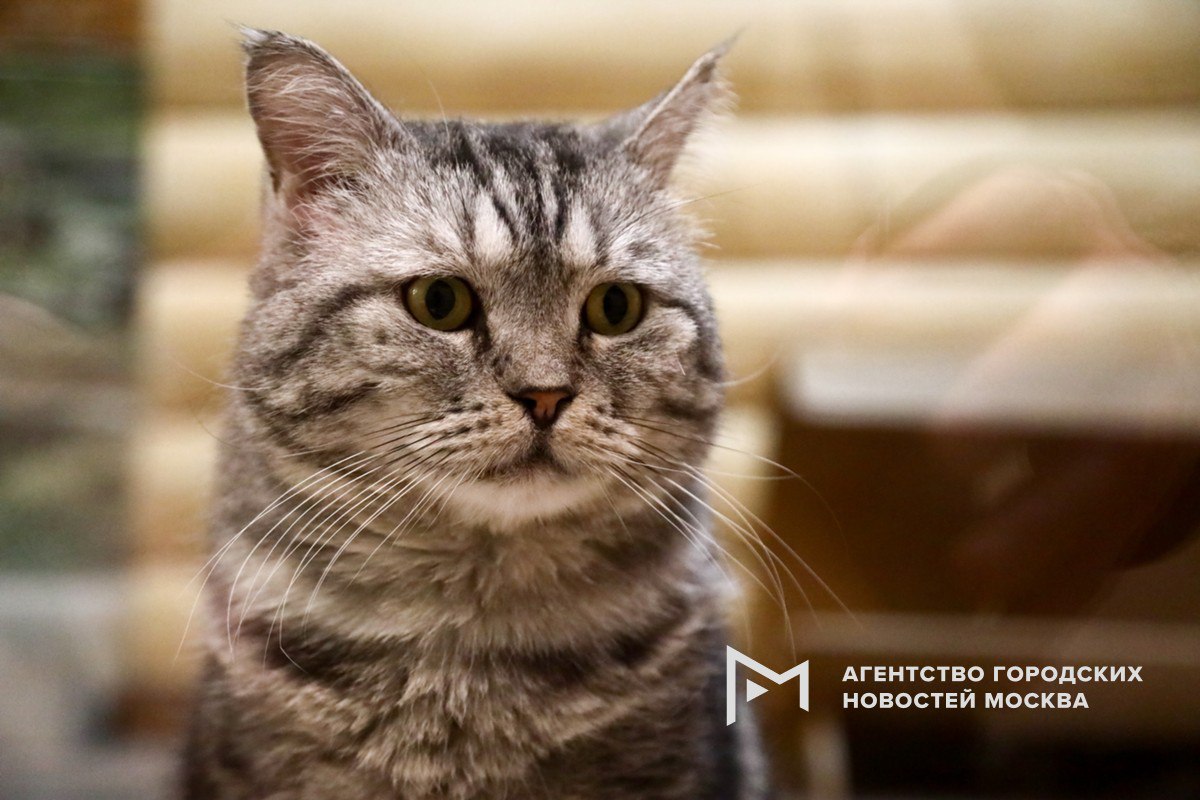 Усы, лапы и хвост «Котопаспорт», «Паспорт для хвостика», «Ушки и хвостики в учете» или «Хвостик под контролем» – так могут назвать документы для питомцев. С инициативой ввести в России обязательную идентификацию домашних животных на федеральном уровне выступил депутат Госдумы от «Новых людей» Антон Ткачев, запрос он направил в правительство РФ. Считаю необходимым ввести обязательную идентификацию домашних животных на федеральном уровне, что позволит эффективно контролировать количество потерявшихся питомцев и решать проблему бездомных животных комплексно на территории всей страны. Это обеспечит ответственное отношение владельцев к своим питомцам и повысит уровень безопасности и здравоохранения в городах. Такую обязательную идентификацию животных можно было бы назвать «Котопаспорт», «Паспорт для хвостика», «Ушки и хвостики в учете» или «Хвостик под контролем» для повышения привлекательности обязательной регистрации домашних питомцев. «Москва»