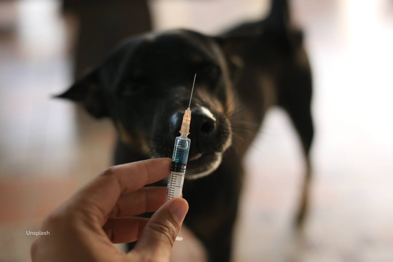 В 2025 году в Молдове выявили бешенство у 46 животных Это в 2 5 раза больше чем годом ранее О росте заболеваемости сообщает Национальное агентство общественного здоровья