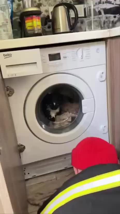 Спасение кота Джоя: москвичка вызвала спасателей после случайной стирки питомца