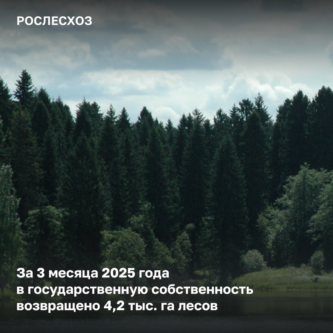 За I квартал ведомство вернуло в состав лесного фонда незаконно изъятые участки леса в ЦФО, ДФО, СФО общей площадью 4,2 тыс. га. Региональные арбитражные суды и суды общей юрисдикции поддержали заявления Рослесхоза изъять участки леса из незаконного владения и вернуть их в состав земель лесного фонда. В исках к администрациям муниципальных образований, юридическим лицам, ведомство требовало вернуть участки леса в государственную собственность. Решения судов вступили в законную силу. Только на территории Центрального федерального округа возвращено 3,4 тыс. га земель лесного фонда в судебном порядке, ранее незаконно переданных по договору безвозмездного пользования. «Работа по возвращению в государственную собственность лесных участков большая и серьезная. Каждый случай индивидуален и требует подробного анализа. Совместно с территориальными органами Рослесхоза такая работа ведется на постоянной основе. Наша задача – это защита и сохранение лесных богатств России и если мы доказываем случаи незаконного выбытия земель лесного фонда из собственности Российской Федерации, то собираем материалы и обращаемся в суды. Это необходимо для признания действий ответчиков по распоряжению землями лесного фонда незаконными», - сказала начальник Управления правового обеспечения и использования лесов Рослесхоза Елена Бородавкина. За 8 лет ведомство возвратило в состав земель лесного фонда незаконно изъятые участки леса на общей площадью в 445,8 тыс. га.