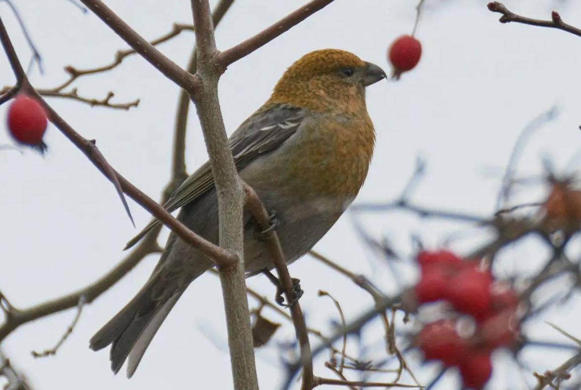 В Нижнем Новгороде замечены щуры Редкие для нашего города птицы прилетели пообедать рябиновыми ягодами в Советском районе Рябина и боярышник обычная еда этих птиц зимой Орнитологи говорят что щур вид скорее северный таежный Этих птиц еще называют финскими попугаями за малиново красную расцветку у самцов и желтоватую у самок Численность щуровых стай обычно небольшая не сравнить со свиристелями которые обычно объедают деревья большими компаниями И в отличие от свиристелей щуры мало боятся людей если повезет могут схватить лакомство прямо с руки Подписывайтесь на нас в MAX