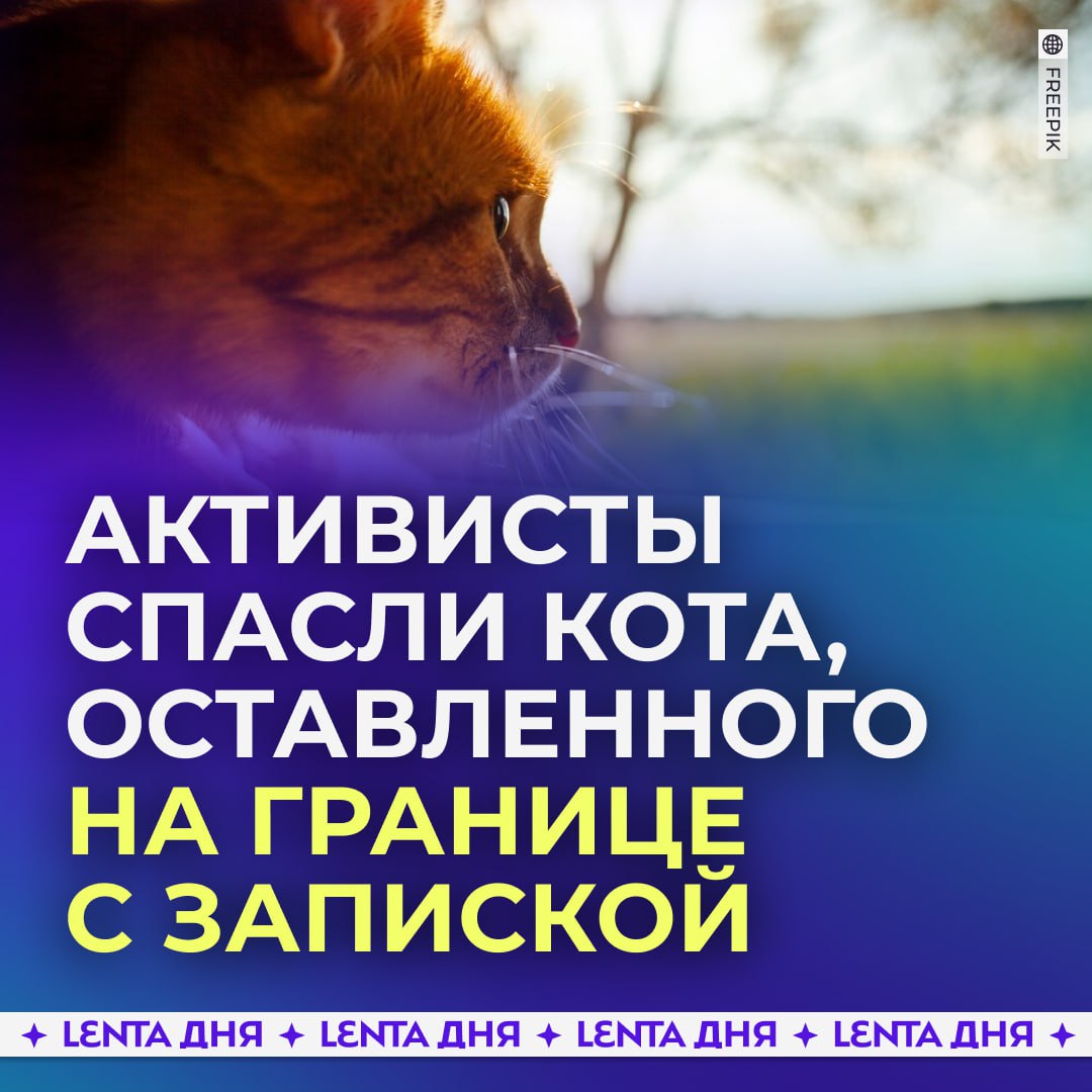 Россияне спасли кота Томаса, брошенного на границе.  На спасение пушистому бедняге пришли активисты из Калининграда. На ошейнике Томаса они нашли записку. В письме пожилая женщина просила прощения и сообщила, что уезжает из страны, чтобы быть ближе к сыну. А у него аллергия на шерсть.  Сейчас брошенный кот в приюте. У него все ещё сохраняется стресс, но активисты делают всё возможное, чтобы он восстановился.   Ставь  , чтобы Томас обрёл свою семью