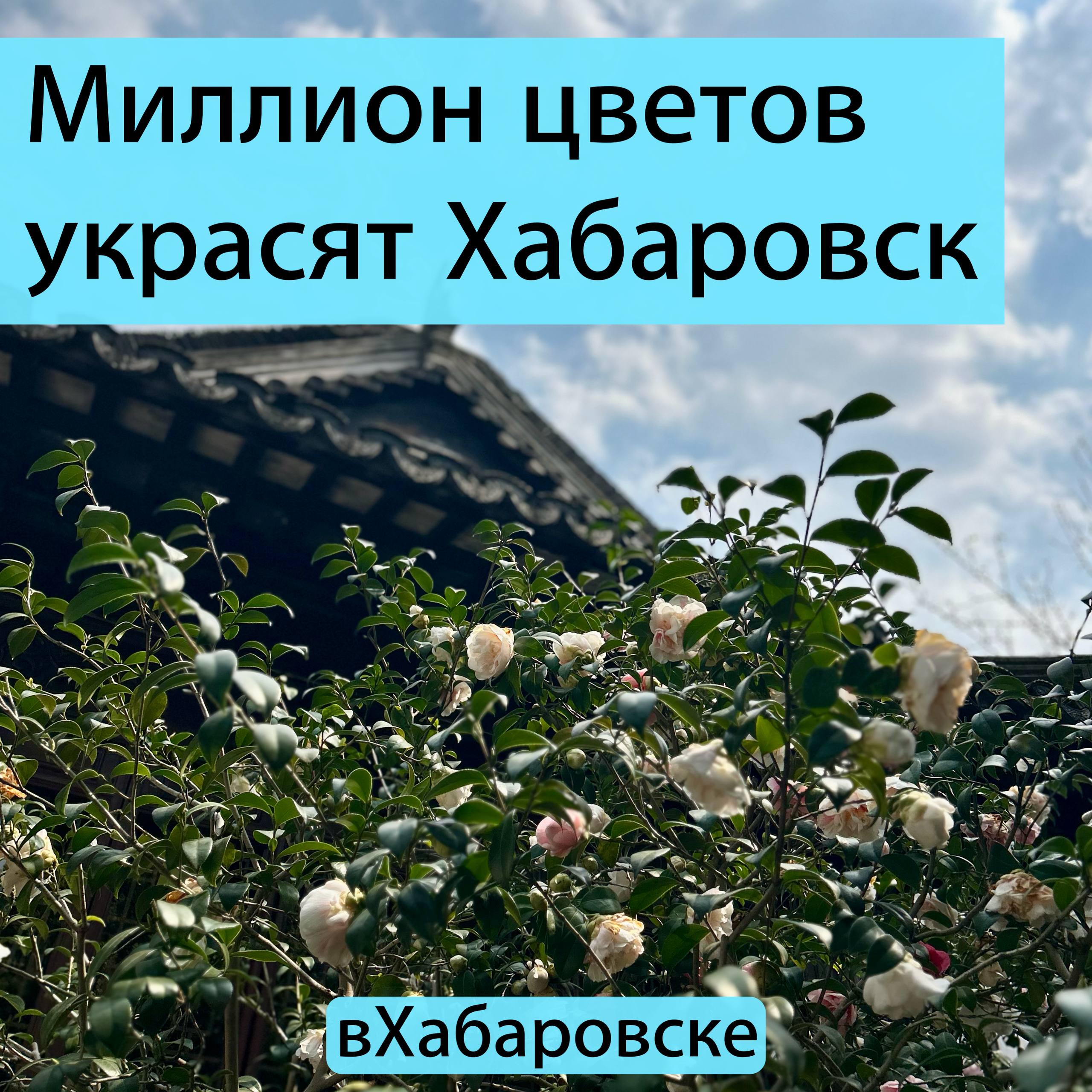 Миллион цветов украсят Хабаровск К посевам цветов в городе уже приступили Глаза хабаровчан будут радовать морозостойкие и засухоустойчивые растения Всего в этом году высадят миллион разных семян среди них бегония пеларгония петуния и другие Помимо цветов украсят краевую столицу новые саженцы деревьев и кустарников Также планируется создать Сад Сакур в этом году Источник ИА ХКС Прислать новость yaroslav egorovich Подписывайся на MAX