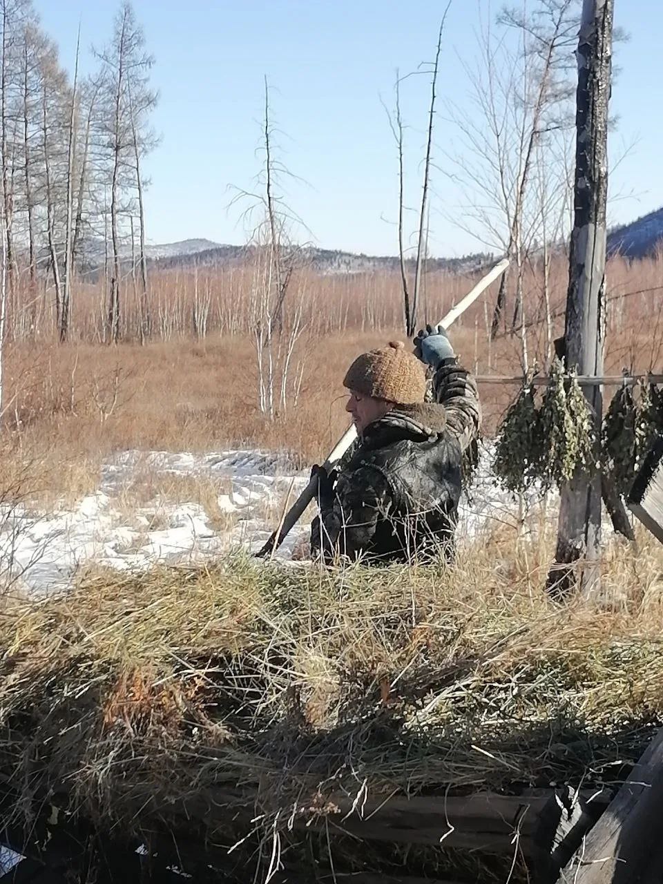 ЗабайкальеЗаповедное Помощь лесным обитателям в суровые морозы Егеря заказников активно занимаются выкладкой сена и берёзовых веников чтобы помочь диким животным пережить холода  С приходом лютых морозов многие обитатели леса сталкиваются с серьёзными трудностями Молодняк и ослабленные животные особенно уязвимы Их запасы жира быстро расходуются на поддержание температуры тела а скудная сухая растительность не может обеспечить достаточное количество калорий для выживания  Подкормка диких животных в такие моменты становится необходимой и жизненно важной Фото В Полевой О природе Забайкалья