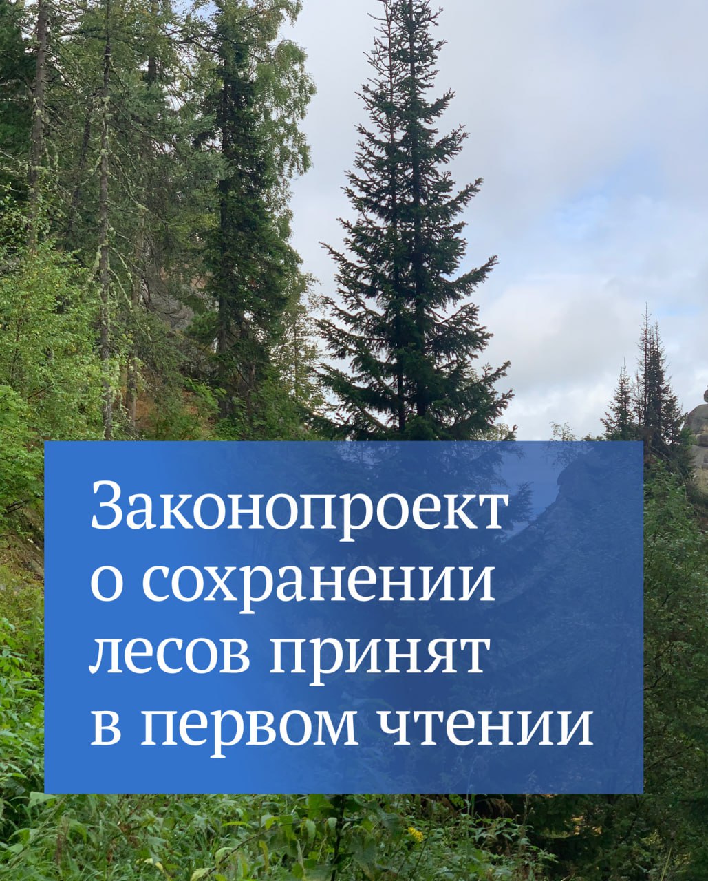 В первом чтении принят законопроект, который устанавливает более строгие правила использования лесных земель для строительства гидротехнических сооружений. Эти участки запрещается передавать физическим лицам. Предоставлять лесные земли в таких целях будут, только если это предусмотрено документами территориального планирования. Их нельзя будет переводить в категорию земель особо охраняемых территорий и объектов. Сейчас этот перевод является лазейкой, для того чтобы использовать лесные участки в коммерческих целях, например при строительстве баз отдыха.