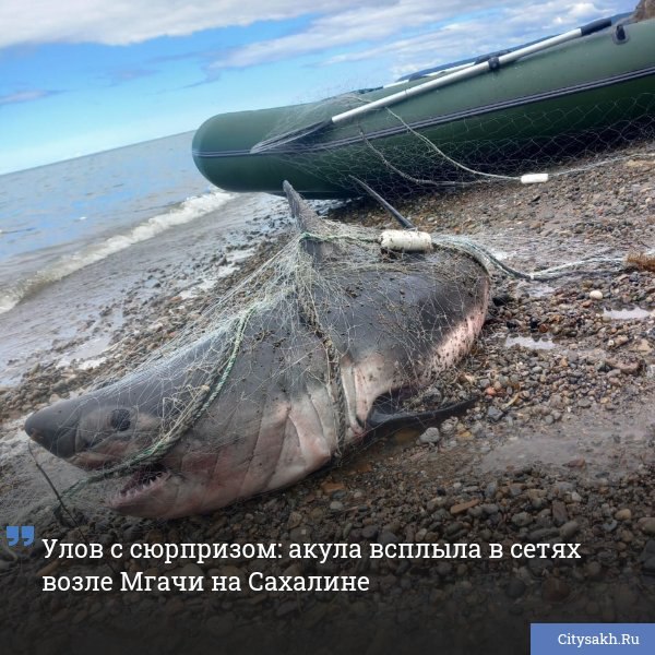 Местный рыбак из Мгачи оказался обладателем неожиданного улова — в его сеть попалась акула. За этим необычным случаем скрывается важный нюанс: использование сетей в прибрежных водах, как правило находится под запретом.