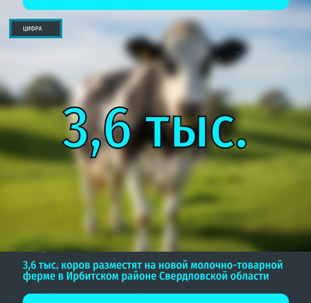 В Свердловской области построят ферму на 3 6 тысячи коров Правительство региона и Группа Синара строят молочно товарный комплекс в Ирбитском районе к концу 2029 года Ферма станет основным поставщиком сырья для Ирбитского молочного завода и обеспечит стабильное производство молока Губернатор Денис Паслер отметил вклад завода в развитие региона и поздравил коллектив с 100 летием предприятия Подписаться на Уральский меридиан