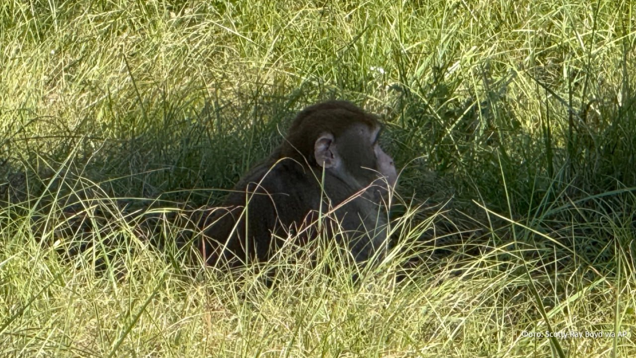 Революция обезьян провалилась сбежавшего лабораторного примата застрелила многодетная мать из Миссисипи Джессика Бонд Фергюсон рассказала что её 16 летний сын сообщил о бегающей по их двору обезьяне Женщина встала с кровати схватила пистолет и мобильный телефон вышла на улицу и увидела цель в 18 метрах от себя Фергюсон заявила что местных жителей предупредили о болезнях которые переносят сбежавшие обезьяны поэтому она выстрелила Я сделала то что сделала бы любая другая мать чтобы защитить своих детей Я выстрелила в нее а она просто стояла на месте потом я выстрелила ещё раз она попятилась и упала рассказала Бонд Фергюсон Associated Press у нее пятеро детей в возрасте от 4 до 16 лет