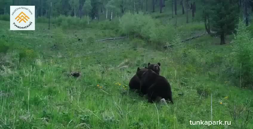 Медвежата играют в Тункинском нацпарке Бурятии