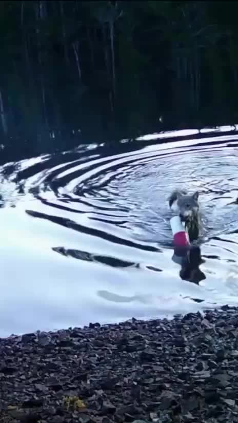 Волчица в Британской Колумбии научилась ловить крабов, используя сети