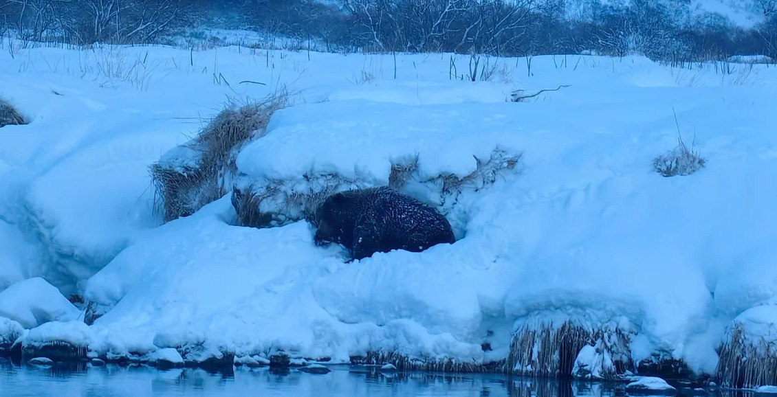 Более десяти медведей на Камчатке откладывают зимнюю спячку На Камчатке в заповедниках до сих пор не спят больше десяти медведей 13 декабря отмечается День медведя и обычно к этому времени все звери уже уходят в спячку Нажмите для подробностей kam24 ru news main 20251213 123665 html utm source telegram utm medium messenger