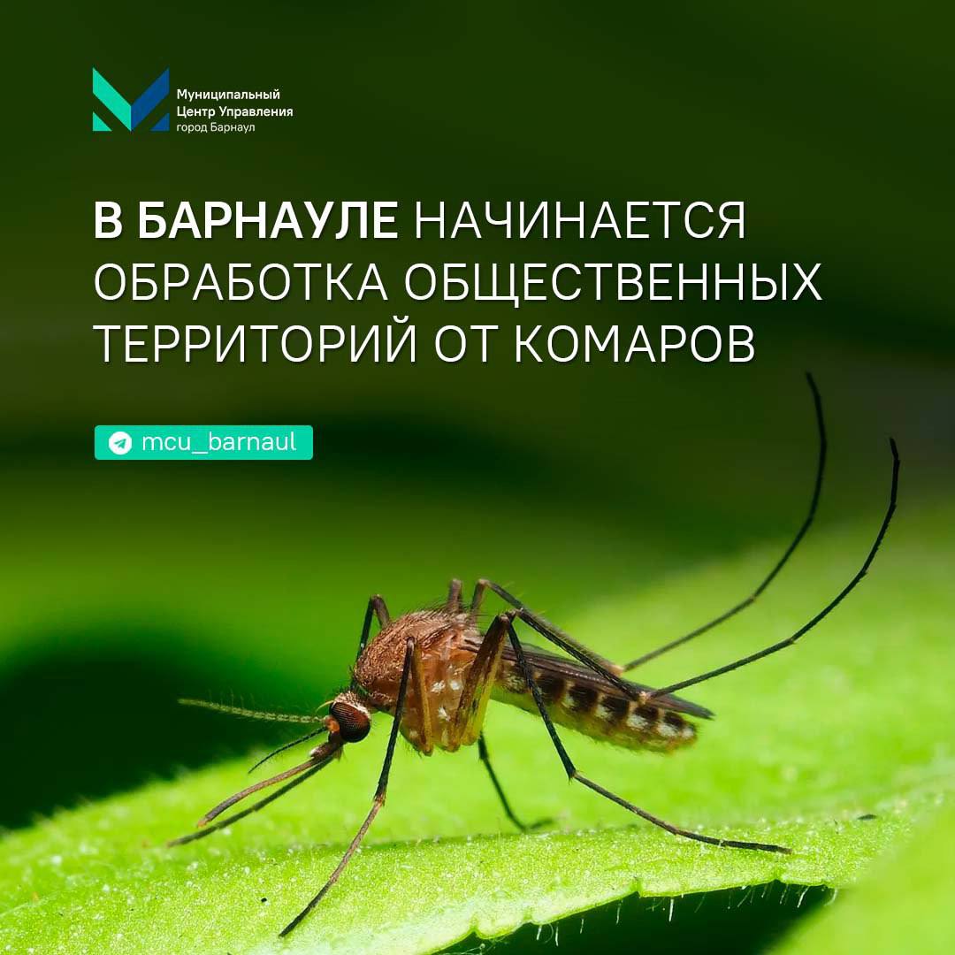 В Барнауле начинается обработка общественных территорий от комаров В администрации города Барнаула обсудили проведение на общественных территориях города обработки от клещей и комаров. Совещание по этой теме провел председатель комитета по благоустройству Пётр Воронков. Было отмечено в ходе обсуждения, в настоящее время на территории города завершается вторичная обработка от клещей. Следующая обработка пройдет при наступлении второй волны их активности, ориентировочно в августе. Вместе с тем, администрации районов и МБУ «Благоустройство и озеленение» готовятся к проведению инсектицидной обработке от комаров. В этом году будет обработано более 250 общественных пространств и 10 прибрежных зон. Обработка будет проводиться в два этапа с интервалом около двух недель, в зависимости от погоды. -канал МЦУ города Барнаула