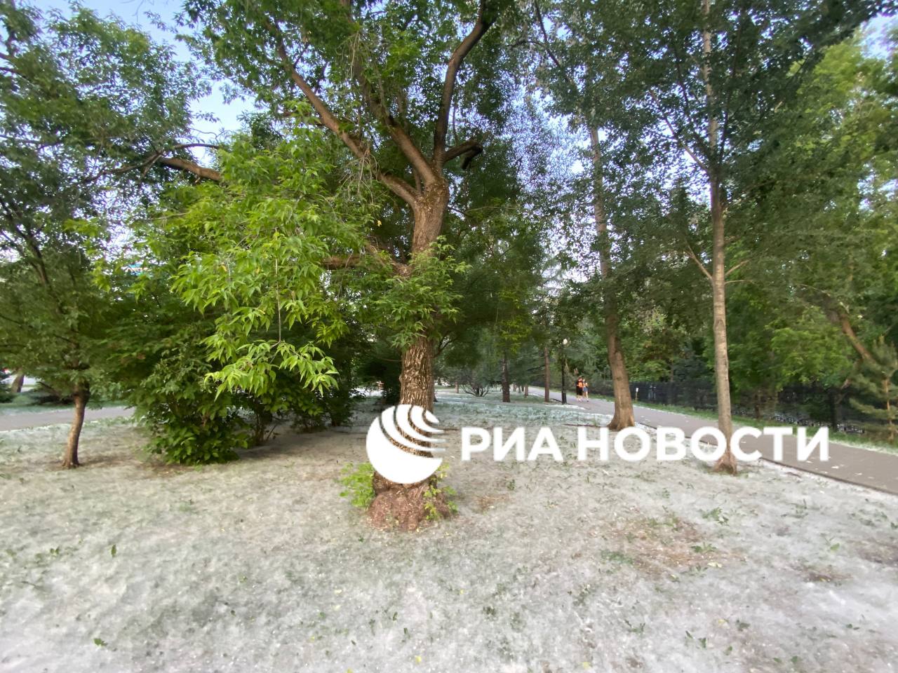 Обилие тополиного пуха наблюдается на улицах и во дворах города Тюмени, особенно его много в Ленинском административном округе, где растут бальзамические тополя, сообщается на сайте администрации города. В соцсетях горожане активно публикуют кадры покрытых тополиным пухом улиц и аллей, опасаются аллергии и пожаров. Не существует аллергии на тополиный пух, но он переносит аллергенную пыльцу луговых трав и цветов, парирует администрация, ссылаясь на медиков и аллергологов.