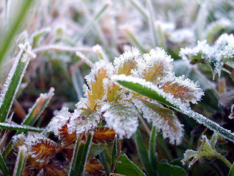 Минувшей ночью на юге Москвы зафиксировали заморозки По данным центра Фобос отрицательные температуры также отмечались в южных и восточных районах Подмосковья