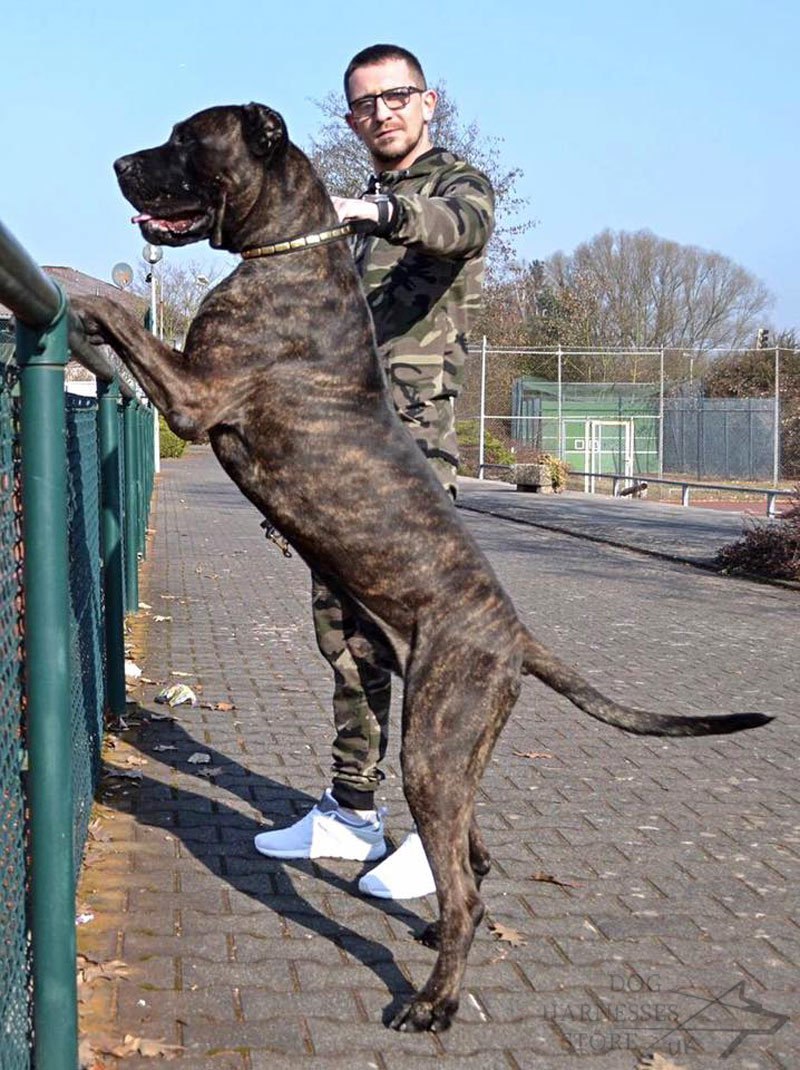 ANSA запретит разведение опасных пород собак в Молдове С сентября 2027 года в Молдове вступят в силу новые правила Закона 256 2025 О защите домашних животных Национальное агентство по безопасности пищевых продуктов ANSA объявило о запрете разведения и воспроизводства собак из пород признанных потенциально опасными В список вошли Akbash Dog Alapaha Blue Blood Bulldog American Bandog American Pit Bull Terrier Bullmastiff Bully Kutta Campeiro Bulldog Кавказская овчарка Gull Dong а также собаки волки и их гибриды Мера направлена на снижение рисков для общественной безопасности и отражает принципы Европейской конвенции о защите домашних животных ратифицированной парламентом в 2024 году