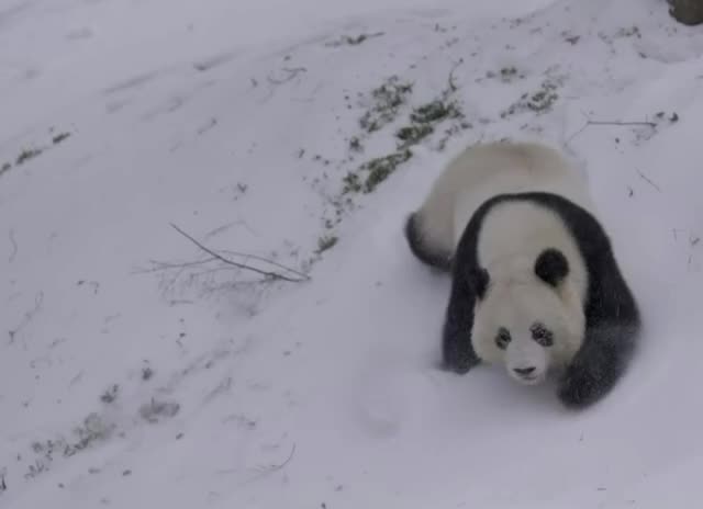 Панды в зоопарке Вашингтона радуются снегу во время шторма