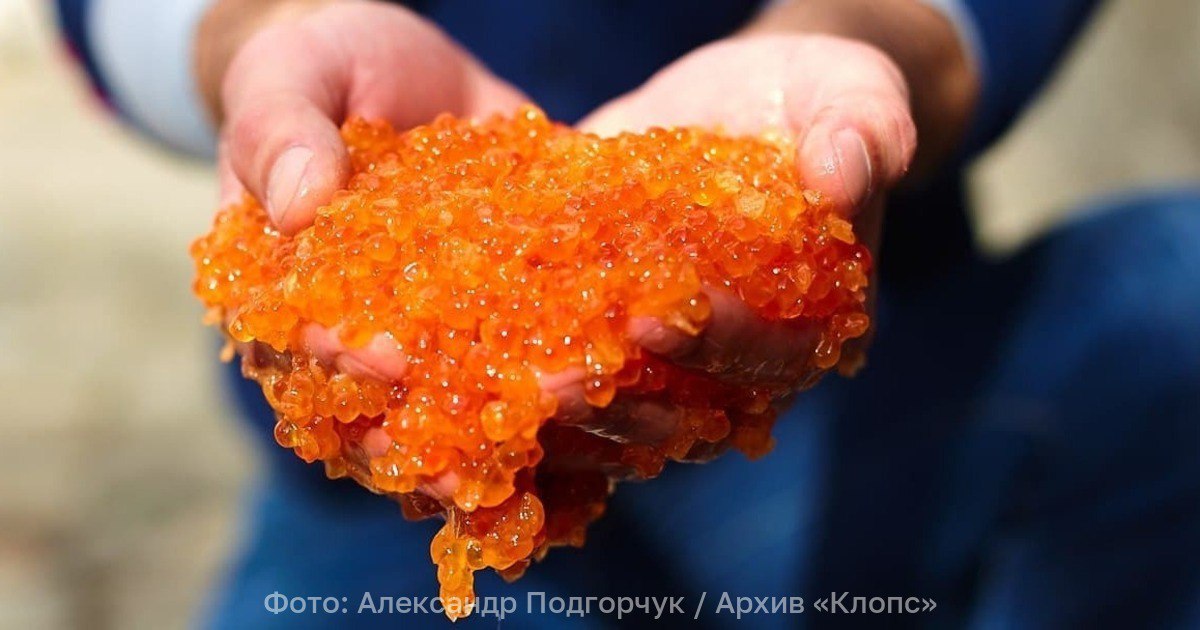 Не больше одной столовой ложки врач назвал предельную порцию новогоднего деликатеса В день рекомендуется съедать не больше 20 30 граммов красной икры потому что в ней содержится большое количество соли Икра рыб безусловно не только вкусный но и полезный пищевой продукт В ней содержатся ценные пищевые вещества Однако она относится к продуктам с высоким содержанием пищевой соли и употреблять её рекомендуется в небольших количествах не более 20 30 граммов в день рекомендует главный диетолог департамента здравоохранения Москвы Антонина Стародубова Во время новогоднего застолья стоит также обратить на общую калорийность блюд и не переедать Калорийность одного среднего бутерброда с красной икрой составляет около 250 калорий плюс порция оливье плюс горячее а если планируется ещё и десерт то суммарная калорийность такого праздничного ужина а также содержание в нём жиров и соли может весьма значительно превысить рекомендованную суточную норму потребления предупредил диетолог