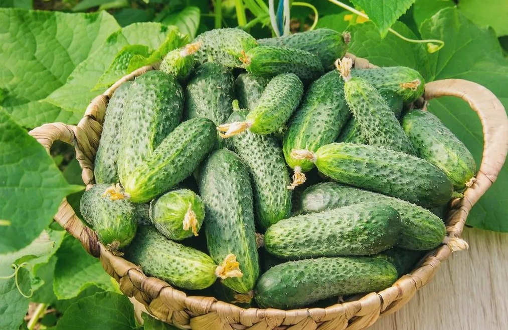 10 с урожая кто из дачников будет платить налог от продажи продуктов со своего участка Депутаты Палаты представителей приняли в первом чтении законопроект который уточняет порядок налогообложения доходов от личного подсобного хозяйства в Беларуси Подробности на сайте Сайт подписаться VK OK Instagram Facebook YouTube TikTok задать вопрос