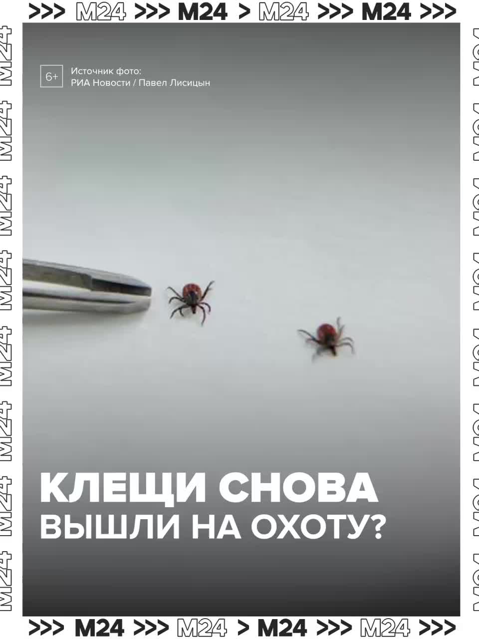 Клещи продолжают активность в Москве из-за аномально теплой погоды