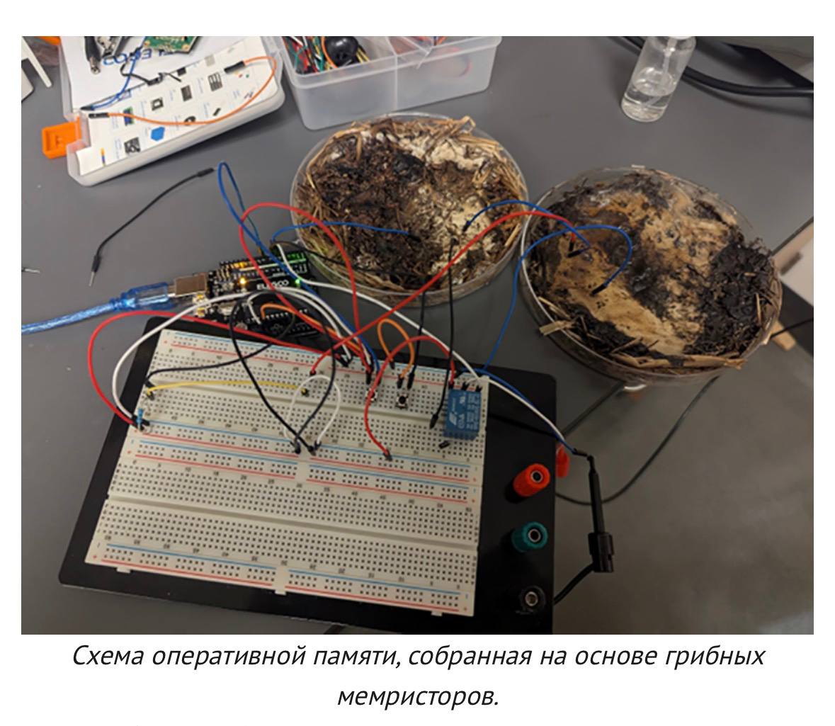 Грибы могут обрабатывать данные ученые превратили шампиньоны и шиитаке в живые микрочипы памяти Исследователи использовали мицелий для хранения и передачи электрических сигналов По итогу оказалось что грибные мемристоры сохраняют функциональность на частотах до 5 85 кГц а точность переключения между состояниями при этом составляет аж 90 Ждем ПК на грибах xor journal