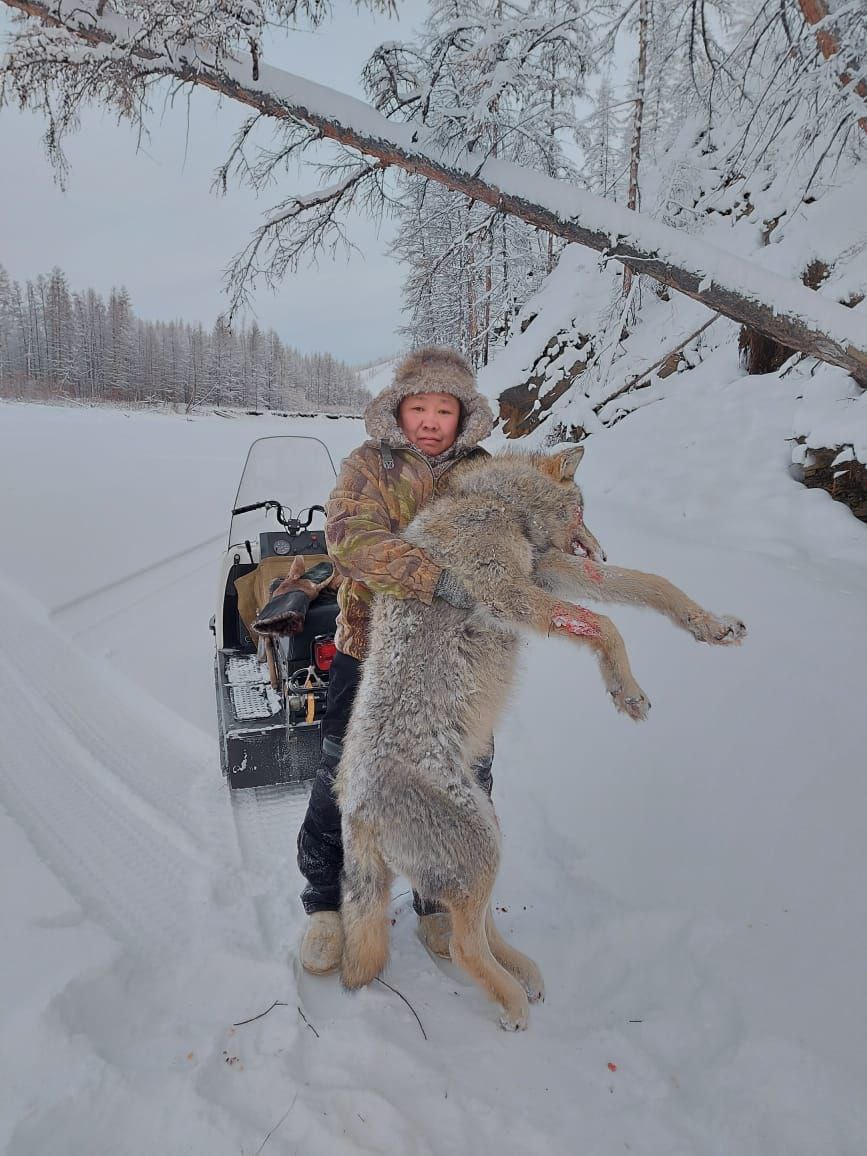 В Борулахском наслеге Верхоянского района принимают меры по регулированию численности хищников За 2025 год здесь добыто восемь медведей и с ноября пять волков Администрация наслега совместно с Инспекцией госконтроля активно реализует программу сдерживания числа опасных зверей чтобы защитить скот и частные хозяйства Для охотников действует система поощрений за каждого волка 100 литров бензина и дополнительная поддержка от личных и фермерских хозяйств Плюс от района премия 50 тысяч рублей за добытого хищника На фото охотник Иван Иванович Рожин село Токума vestiverkhoyanya ulusmedia Читайте нас в MAX
