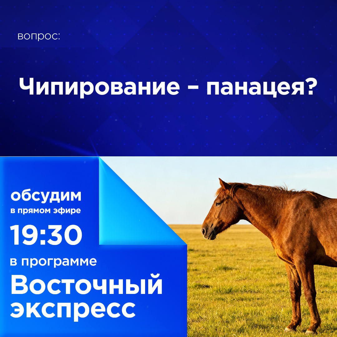 Чипирование панацея Поставить на учет всех коров и лошадей планируют в Бурятии В целях профилактики ДТП с животными на трассах республики Тех кого поймают на самовыгуле без чипов планируют изымать без права возвращения хозяевам Разбираемся в комментариях и в прямом эфире Восточного экспресса в 19 30 Напишите в комментариях Обсудим их в прямом эфире программы Восточный экспресс в 19 30 Канал Ариг Ус в MAX