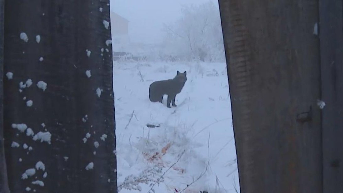 Более 3300 безнадзорных животных отловлено в Якутии с начала года Подробнее по ссылке на нашем сайте gtrksakha ru       Подписаться