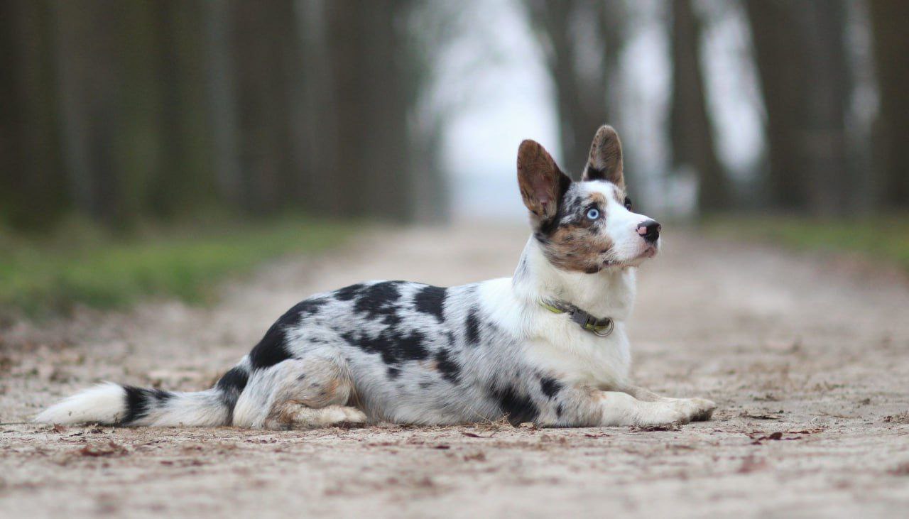 Ученые придумали лекарство продлевающее жизнь собакам В 2026 году выйдет первый препарат против старения собак Он снижает риск возрастных болезней и его уже одобрили для собак старше 10 лет и тяжелее 6 кг Стоимость менее 8 тысяч рублей в месяц Результат жизнь собаки станет дольше на три года НАШИ РЕСУРСЫ Telegram Tik tok YouTube RUTUBE