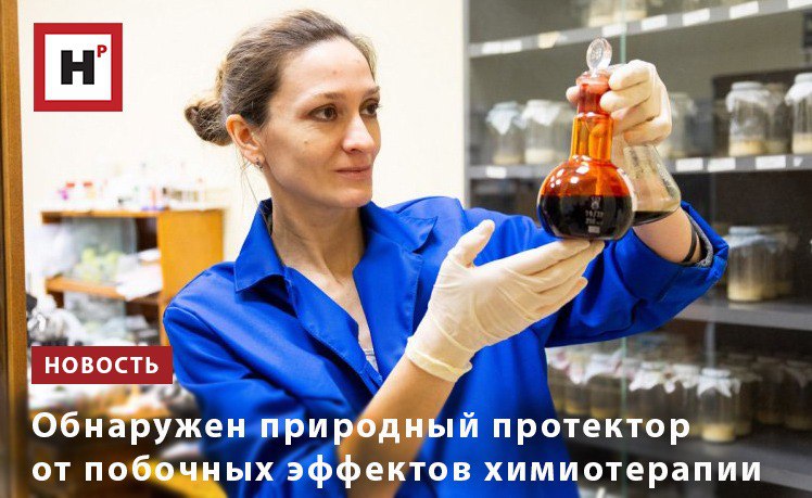 Ученые УрФУ выяснили что при лечении онкологии экстракт трутового гриба может защитить здоровые клетки от повреждения ДНК опасного побочного последствия противораковых препаратов Это открытие может привести к созданию новых лекарств с тройным эффектом с одной стороны повышающие эффективность химиотерапии а с другой снижающие ее побочные последствия и риск вторичного опухолеобразования В качестве протекторов были рассмотрены три вида трутовых грибов распространенных на Урале Исследования показали что два экстракта из трех Fomitopsis pinicola и Fomes fomentarius не только не защищают клетки но и усиливают разрушительное воздействие препарата Однако у третьего экстракта из Ganoderma applanatum трутовика плоского проявились хорошие протекторные свойства Он снизил генотоксические проявления цитотоксика до нормальных значений Фото Родион Нарудинов УрФУ Подробнее на портале Научная Россия грибы химиотерапия